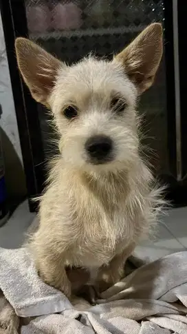 ANJING MIX KECIL SEDANG