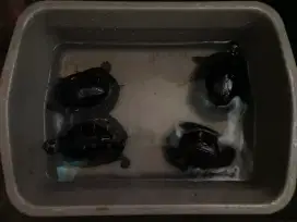 kura kura ambon dan piput