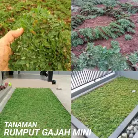 Tanaman rumput gajah mini