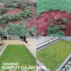 Menjual rumput gajah mini