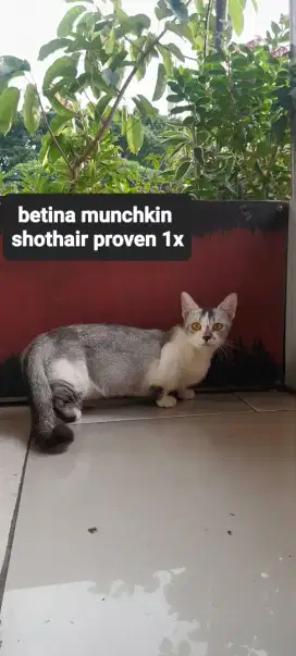 Betina Munchkin proven 1x pinter urus anak