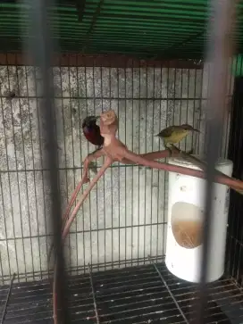 Konin dada merah sepasang