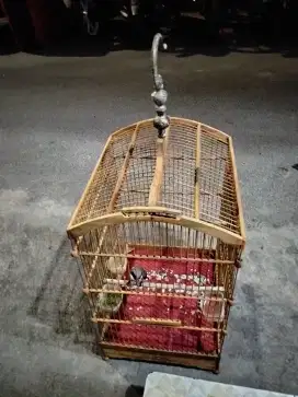 Jual burung pentet harga 350 fullset
