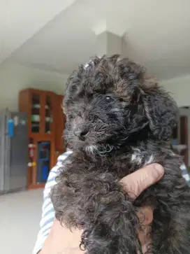 Toy Poodle gemoy