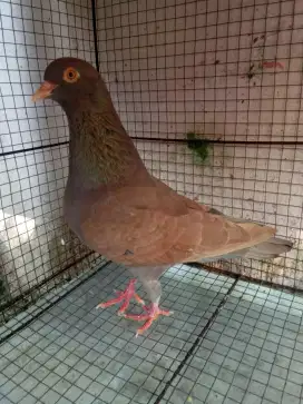 Sepasang merpati
