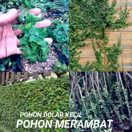 Jual tanaman dolar