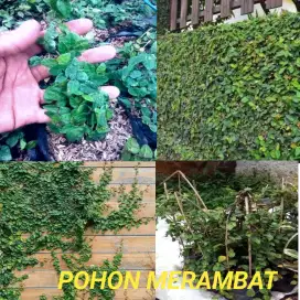 Jual pohon dolar merambat