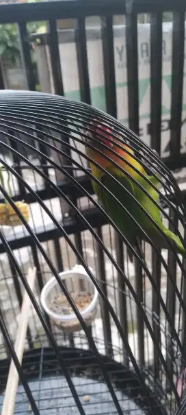 Dijual Lovebird Jantan