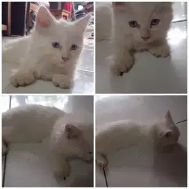 Kucing kitten 2,5 bulan
