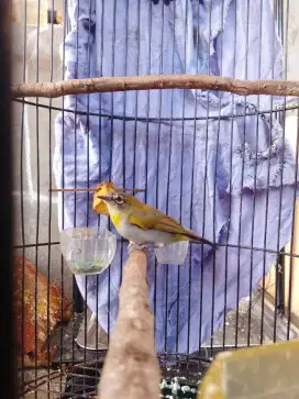Lokal garut jantan rawatan lama bulu sudah abu
