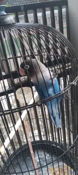 Dijual Lovebird Jantan