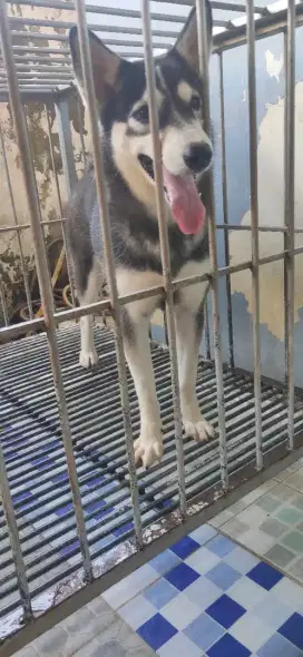 Dijual anjing Hunsky mic