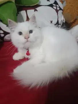 Kucing Anggora mata biru