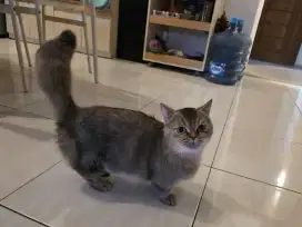 Muchkin bsh golden betina provn