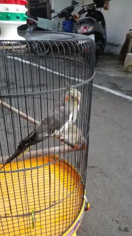 Jual sangkar sama isinya