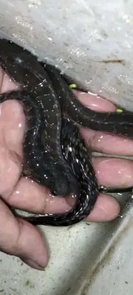 Anakan ikan cana asitica 100ekor