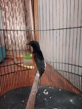 Burung muray gacoran