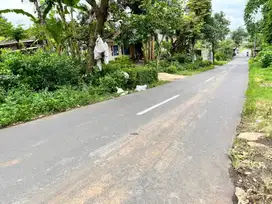 Kebun dan Sawah Jalan Utama Kebonagung