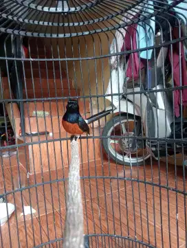 Burung muray trah larwo