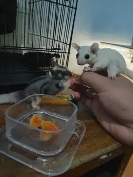sugar glider 1pasang