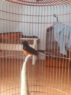 Burung muray prestasi