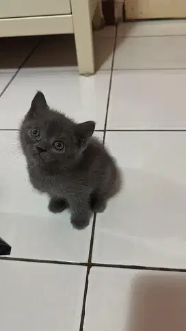 British Shorthair Kitten