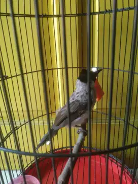 Burung kutilang mapan
