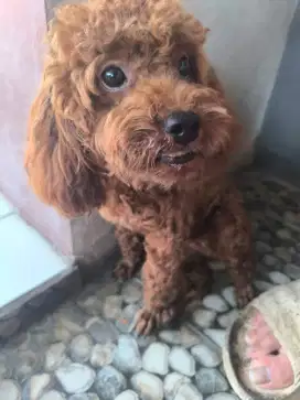 Red Toy Poodle Betina