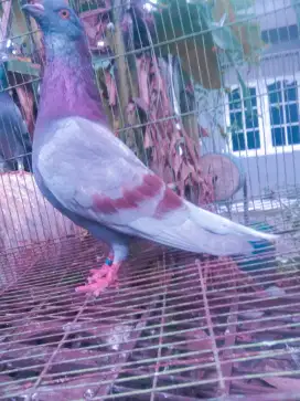 Burung dara bujangan gurih