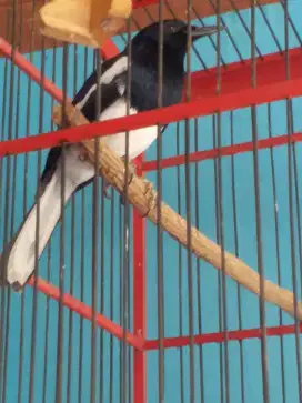 Kacer deker mapan bodi gede panjang