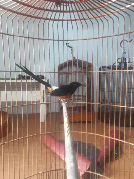 Burung muray gacor dor