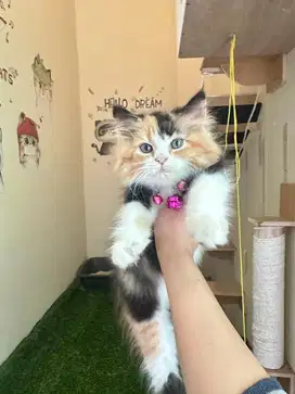 Kucing Persia Longhair Calico