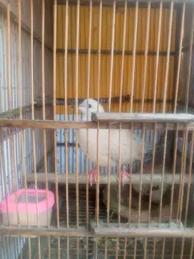 Burung puter pelung sepasang