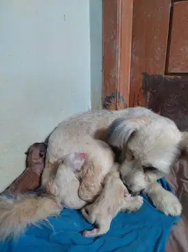 4 ekor anak anjing campuran super minipom dan shuizhu