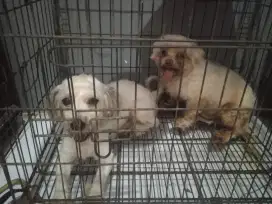 Dijual ajg maltese spasang ,