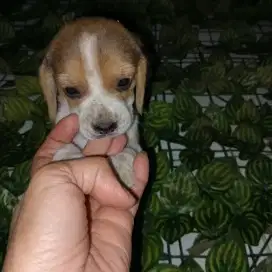 Jual anjing Beagle betina non stb