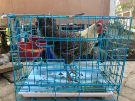 Dijual Ayam Petelur Omega + Kandang