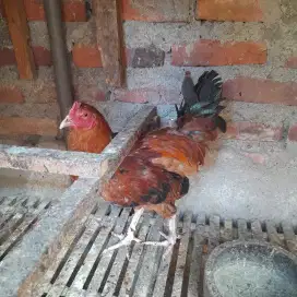 Ayam kampung jantan
