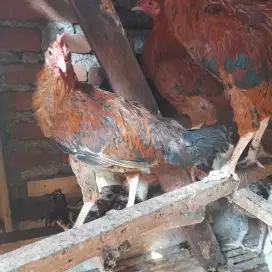 Ayam kampung jantan