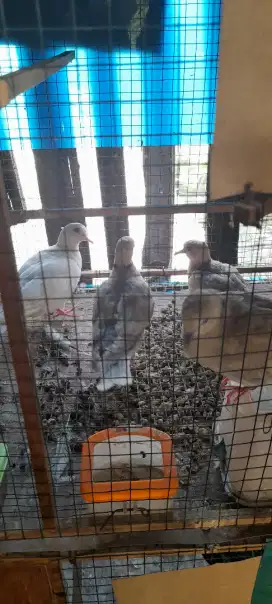Burung puter pelung