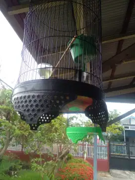 Jual burung kacer