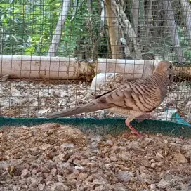 Perkutut silver remaja jantan