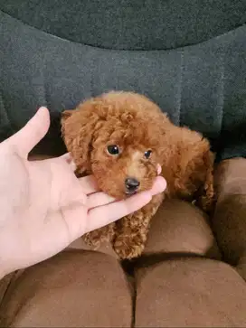 Red Tiny Toy Poodle Anakan Non Stambum