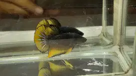 HMPK Yelow Choper