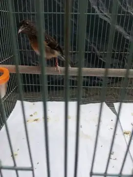 Burung Murai Batu Medan Trotol Fix Jantan
