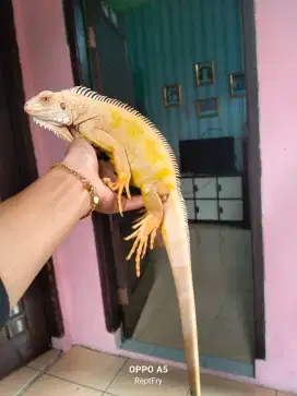 Gren albino jantan size 90cm mulus