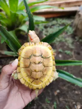 resbino 8,5cm cerah sehat