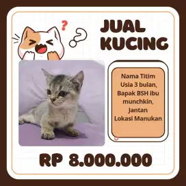 Kucing Kitten Munchkin BSH