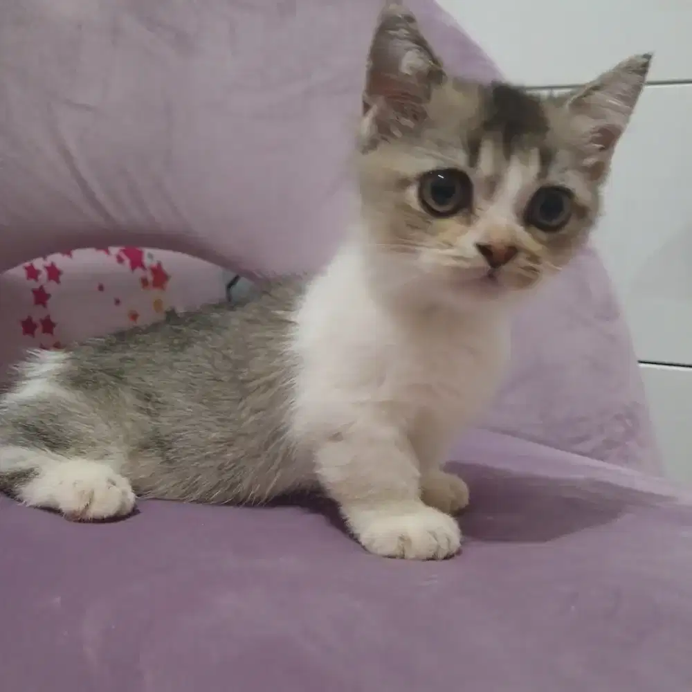 Munchkin BSH Kitten