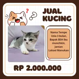 Kitten BSH Munchkin
